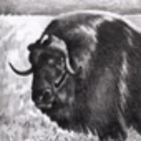 musk-charts-picture-cover