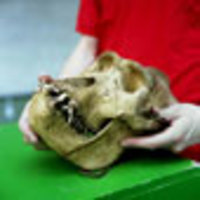 cosmo-vitelli-charts-picture-cover